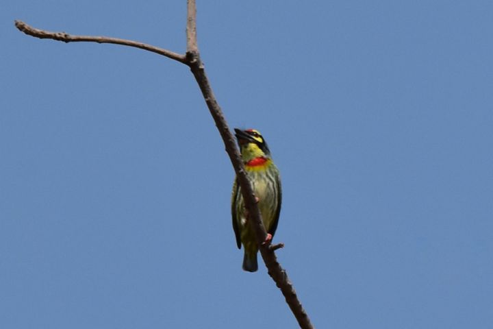 Coppersmith Barbet (Kupfer-Schmiedbartvogel)