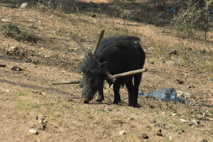Schwein mit Kragen aus Bambusstecken