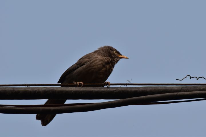 Jungle Babbler (Dschungeldrossling)
