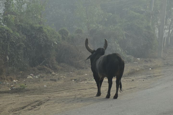 Ein Zebu unterwegs