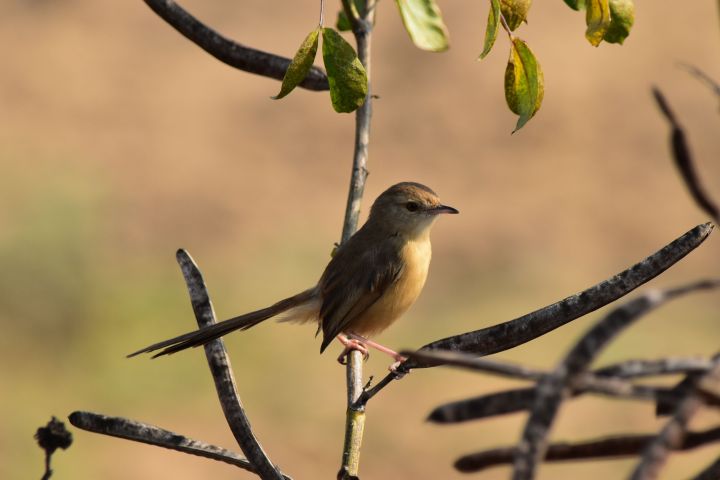 Vielleicht ein Jungle Prinia (Dschungelprinie)