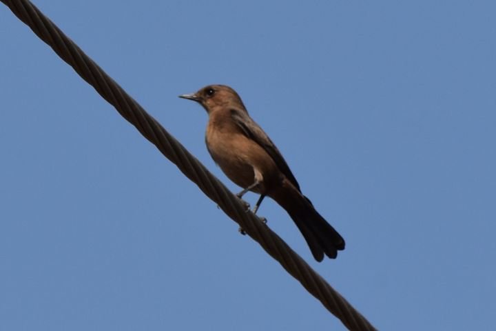 Indian Chat (Braunschmätzer)