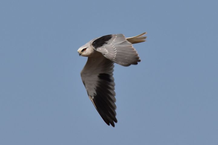 Black-shouldered Kite (Gleitaar)