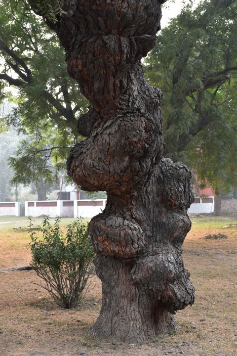 Knorriger Baumstamm im Roten Fort
