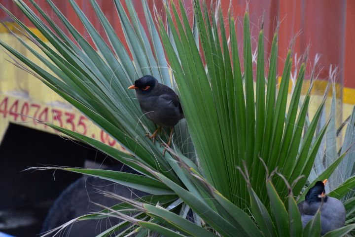 Bank Myna (Ufermaina)
