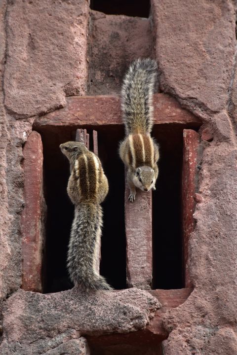 Palmenhörnchen im Fort von Agra