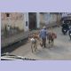 Zwei Esel transportieren Ziegelsteine zu einer Baustelle in Agra