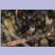 Oriental Magpie-Robin (Dajaldrossel)