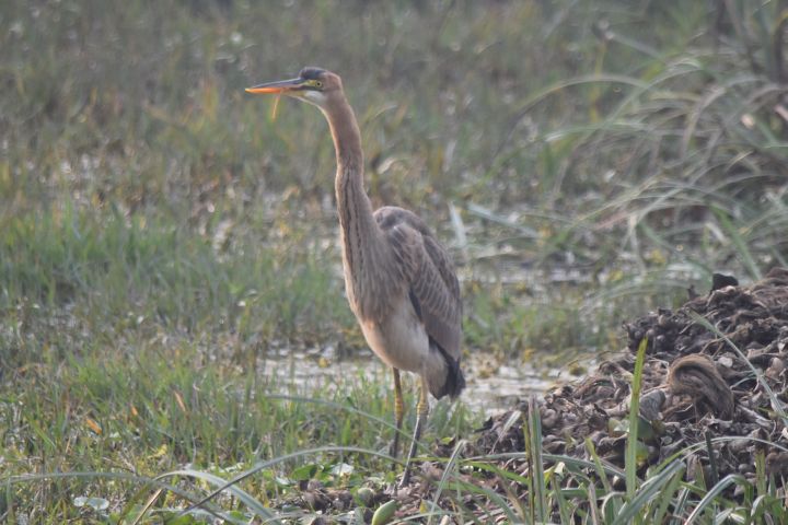 Purple Heron (Purpurreiher)