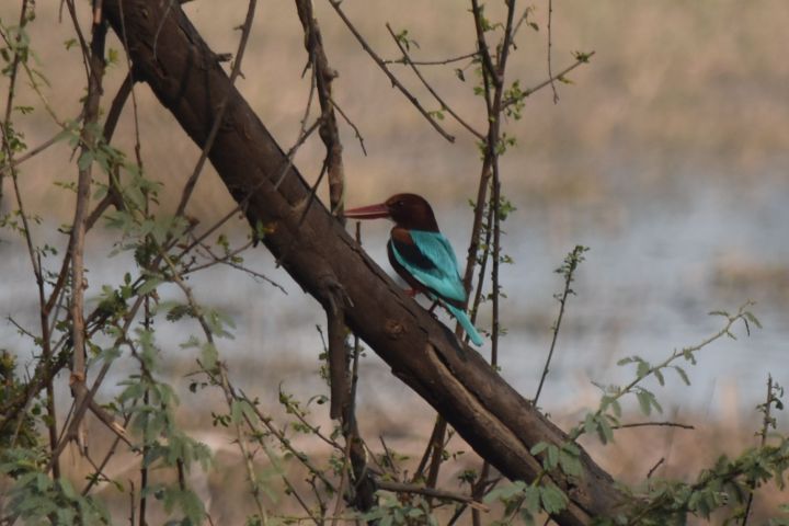 White-throated Kingfisher (Braunliest)