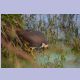 White-breasted Waterhen (Weissbrust-Kielralle)