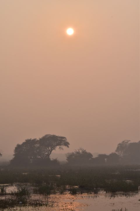 Tiefstehende Sonne sorgt am späten Nachmittag für diesiges Licht im Keoladeo Nationalpark bei Bharatpur, Rajasthan