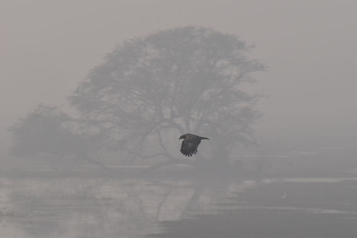 Vielleicht ein Black Kite (Schwarzmilan)