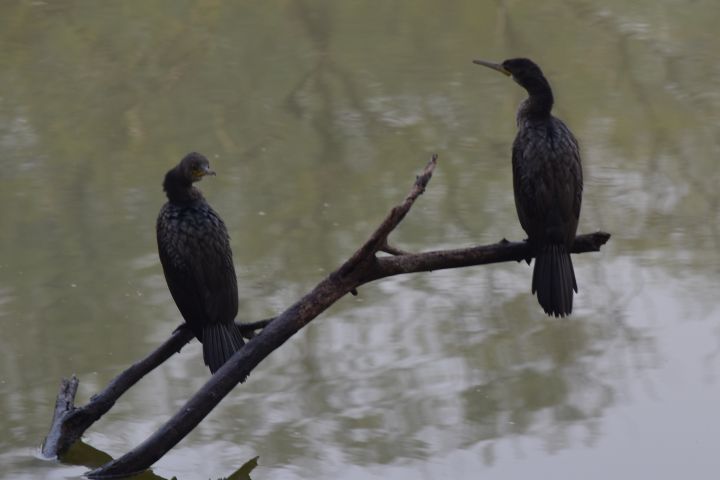 Indian Cormorant (Braunwangenscharben)