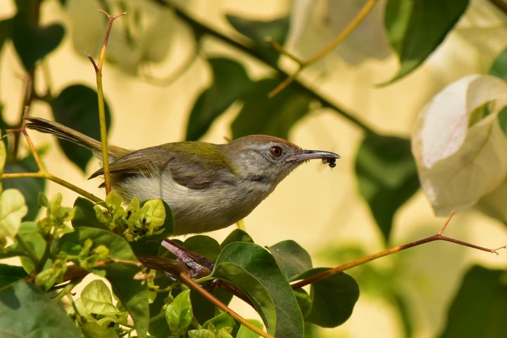 Common Tailorbird (Rotstirn-Schneidervogel)
