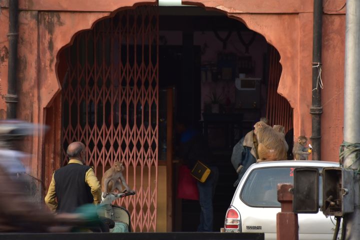 Rhesusaffen sitzen mitten in der Stadt auf einem Autodach und Scooter