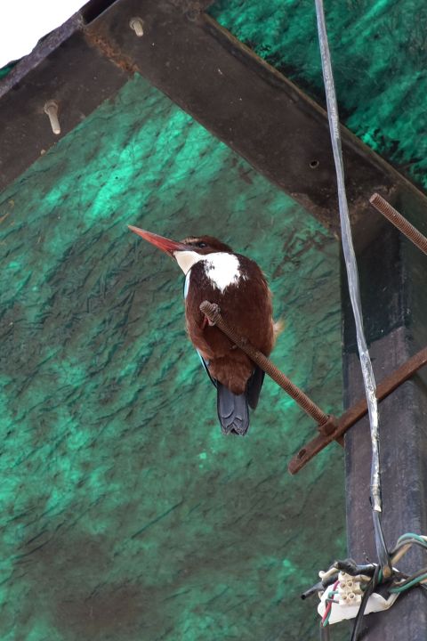 White-throated Kingfisher (Braunliest)