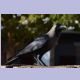 House Crow (Glanzkrähe)