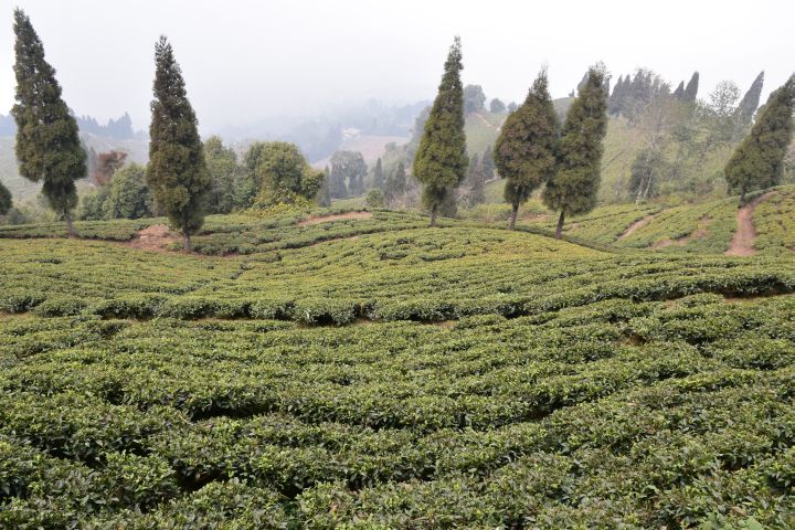 Darjeeling-Teeplantage