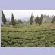 Darjeeling-Teeplantage