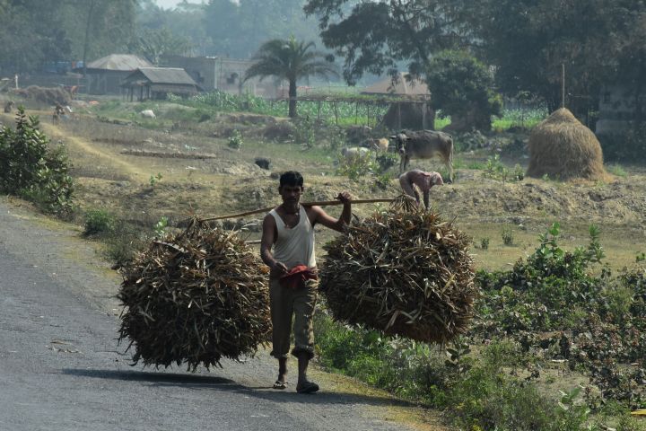 Ländliche Szenerie zwischen Karandighi und Raiganj