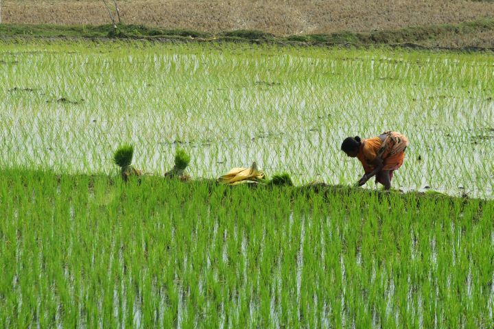 Eine Frau pflanzt Reis in einem Feld in der Nähe von Sainthiya, Westbengalen