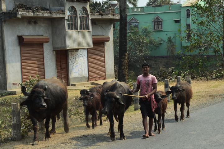 Ordentlicher Wasserbüffeltrieb bei Sainthiya