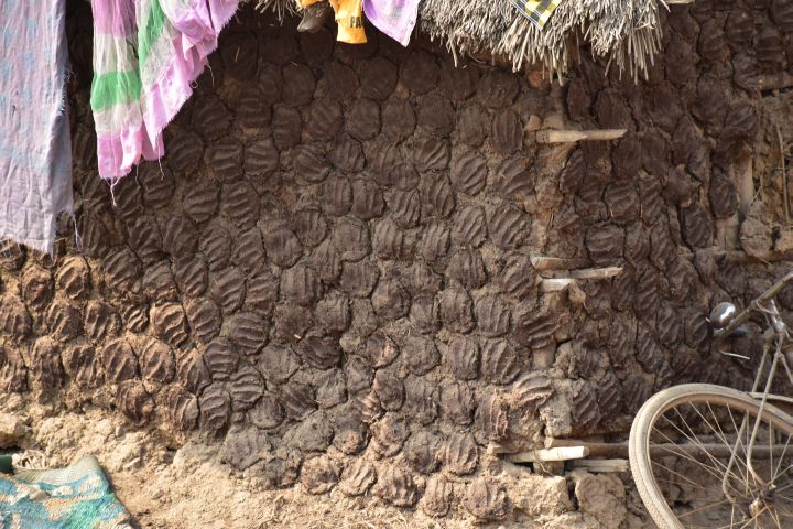 Kuhfladen zum Trocknen als Aussenverputz eines Hauses