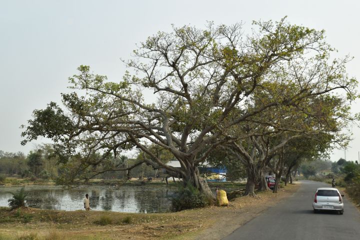 Bäume an einem Wasserspeicher bei Ahmadpur