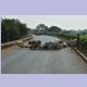 Schafe und Rinder werden quer über die Autobahn getrieben