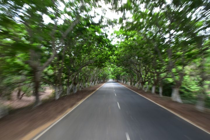Baumallee auf dem Puri-Konark Marine Drive