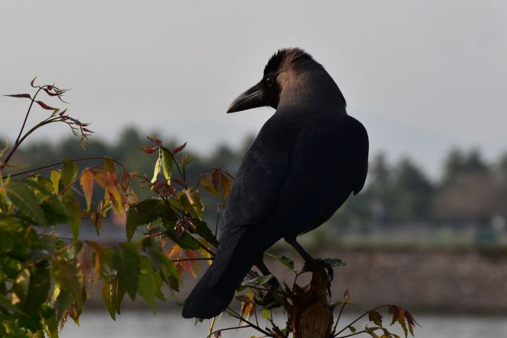 Eastern Jungle Crow (Dickschnabelkrähe)