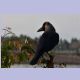 Eastern Jungle Crow (Dickschnabelkrähe)