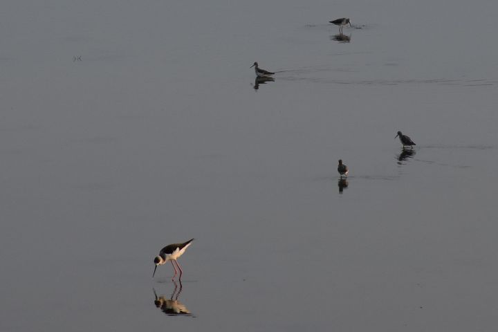 Black-winged Stilt (Stelzenläufer) und andere Watvögel am Chilika Lake