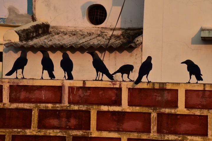 Krähen beim Tourismuskomplex bei Barkul am Chilika See