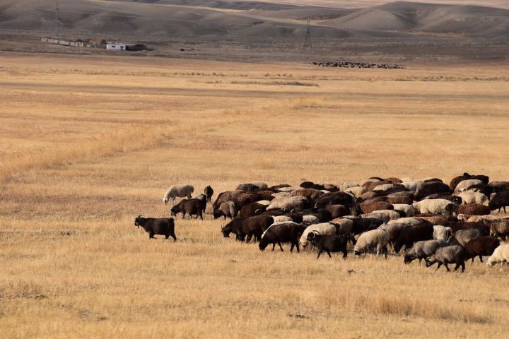 Schaf- und Ziegenherde bei Kyzyl-Tuu im Hochtal bei At-Bashy