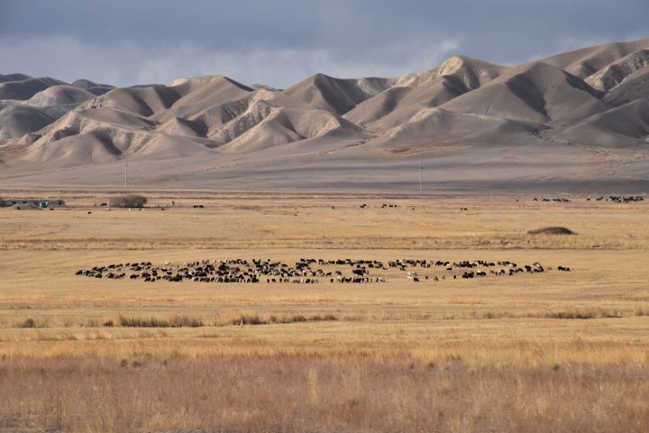 Noch eine Herde im selben Tal