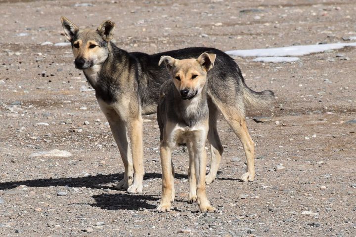 Zwei hübsche, gepflegte Hunde in Tash Rabat