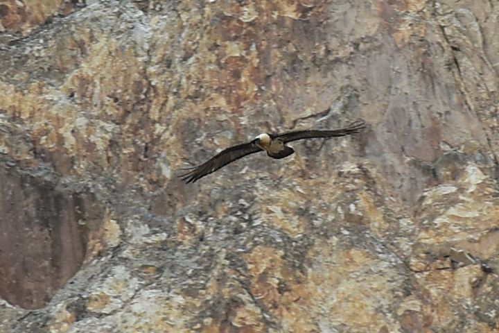 Bearded Vulture (Bartgeier)