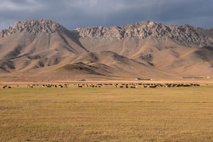 Weidendes Vieh vor Bergkulisse im Alai Tal zwischen Sary-Tasch und Sary-Mogol