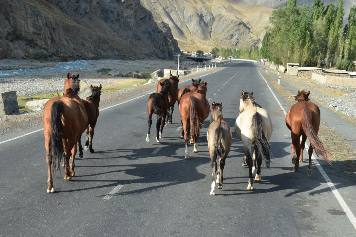 Pferde, DAS kirgisische Haus- und Nutztier, hier bei Sopu-Korgon im Gülcha Tal