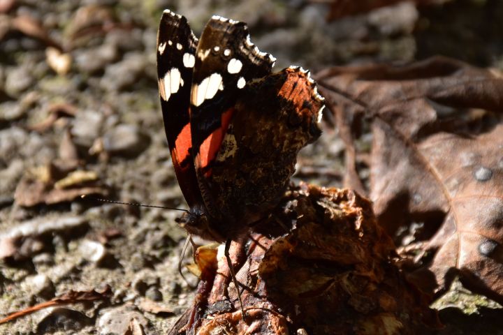 Admiral Schmetterling
