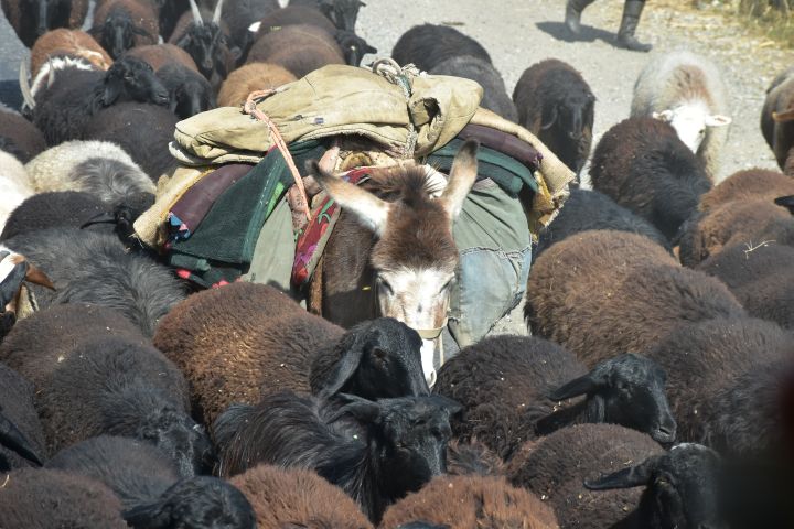 Bepackter Begleitesel mitten in einer Schaf- und Ziegenherde auf der Strasse bei Shamaldy-Say im Naryn Tal