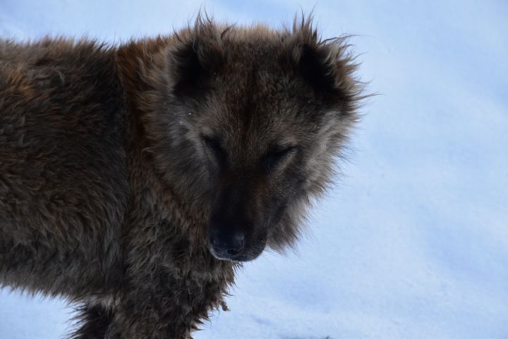 Wär’s kein Hund, wär’s ein Wolf