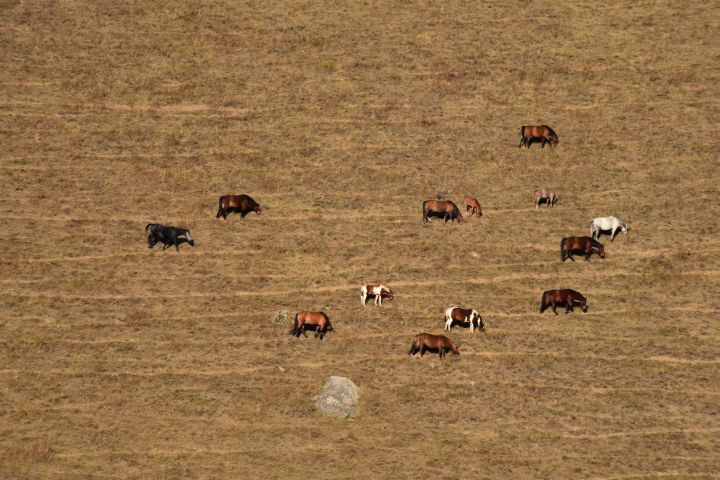 Weidende Pferde auf der Südseite des Töö-Ashuu Passes