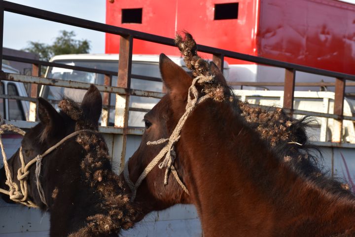 Pferde mit vom Busch verfilzten Mähnen am Viehmarkt in Karakol