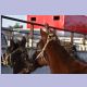 Pferde mit vom Busch verfilzten Mähnen am Viehmarkt in Karakol