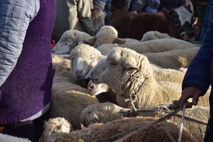 Schafe am sonntäglichen Viehmarkt in Karakol