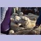 Schafe am sonntäglichen Viehmarkt in Karakol