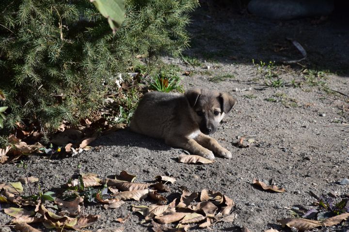 Niedliche Welpe am Strassenrand